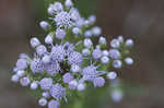 Ivyleaf thoroughwort